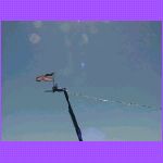 Flying High.jpg